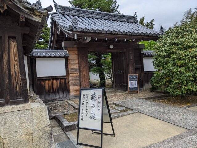 特別公開 絵画のように美しい歴史ある藤が魅力 妙心寺 長慶院 京都花めぐり 22年4月16日 エキサイトニュース