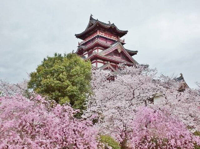 【とっておきの京都】3つの密を避ける！京都ツウにおすすめの”穴場”桜スポット第一弾！！
