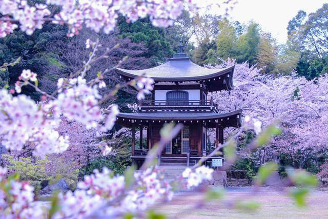 【とっておきの京都】3つの密を避ける！京都ツウにおすすめの”穴場”桜スポット第一弾！！