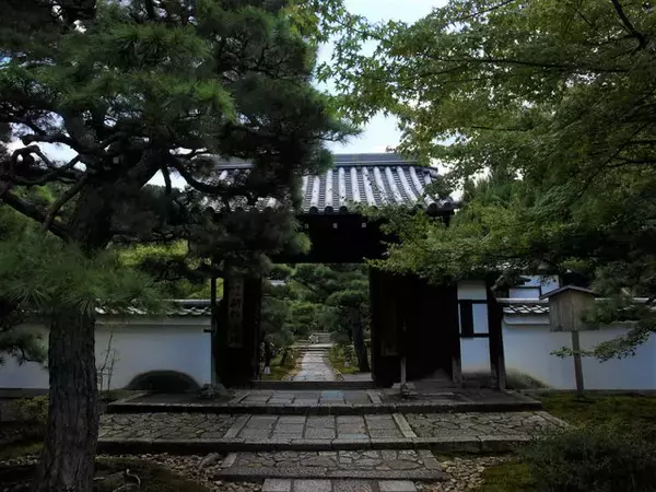 【京都庭園めぐり】青もみじと竹林が涼しげ、サルスベリが咲く夏景色が魅力「圓光寺」【京都花めぐり】