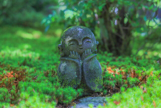 【京都庭園めぐり】青もみじと竹林が涼しげ、サルスベリが咲く夏景色が魅力「圓光寺」【京都花めぐり】