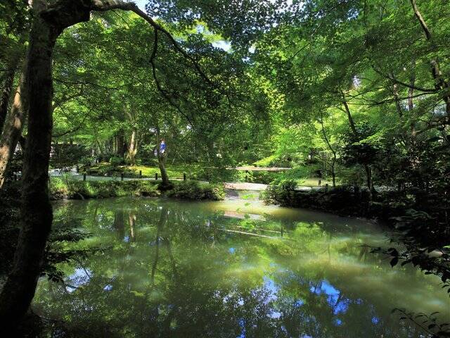 【京都庭園めぐり】青もみじと竹林が涼しげ、サルスベリが咲く夏景色が魅力「圓光寺」【京都花めぐり】