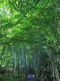「【京都庭園めぐり】青もみじと竹林が涼しげ、サルスベリが咲く夏景色が魅力「圓光寺」【京都花めぐり】」の画像12