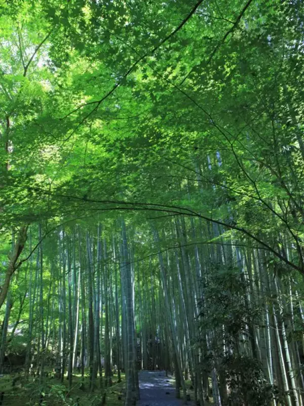 「【京都庭園めぐり】青もみじと竹林が涼しげ、サルスベリが咲く夏景色が魅力「圓光寺」【京都花めぐり】」の画像
