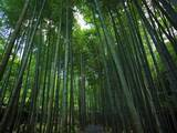 「【京都庭園めぐり】青もみじと竹林が涼しげ、サルスベリが咲く夏景色が魅力「圓光寺」【京都花めぐり】」の画像13