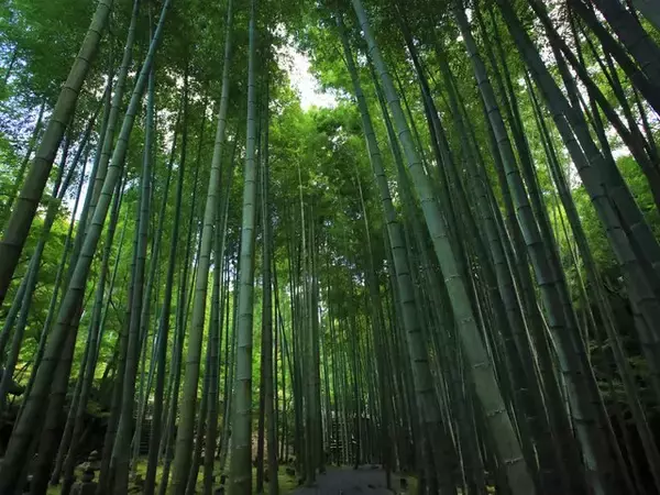 「【京都庭園めぐり】青もみじと竹林が涼しげ、サルスベリが咲く夏景色が魅力「圓光寺」【京都花めぐり】」の画像