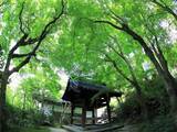 「【京都庭園めぐり】青もみじと竹林が涼しげ、サルスベリが咲く夏景色が魅力「圓光寺」【京都花めぐり】」の画像14