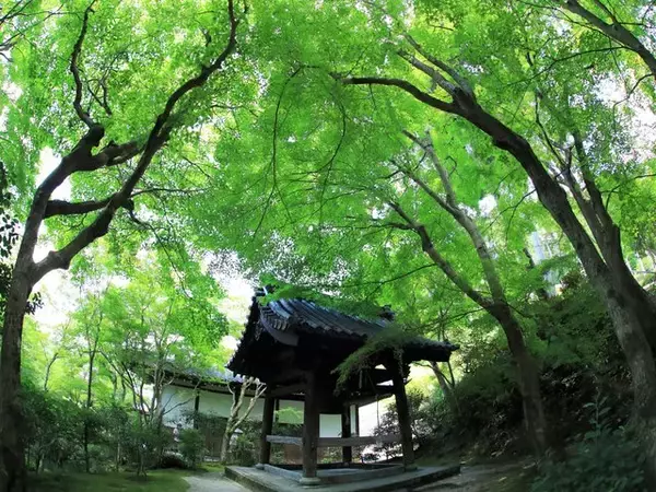 「【京都庭園めぐり】青もみじと竹林が涼しげ、サルスベリが咲く夏景色が魅力「圓光寺」【京都花めぐり】」の画像
