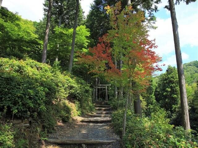 【京都庭園めぐり】青もみじと竹林が涼しげ、サルスベリが咲く夏景色が魅力「圓光寺」【京都花めぐり】