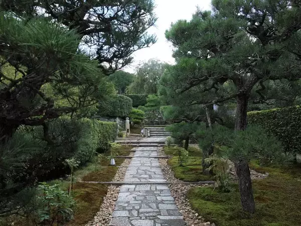 「【京都庭園めぐり】青もみじと竹林が涼しげ、サルスベリが咲く夏景色が魅力「圓光寺」【京都花めぐり】」の画像