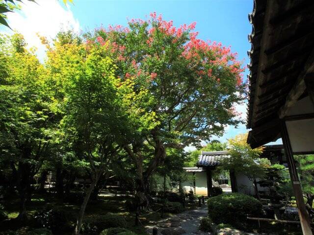 【京都庭園めぐり】青もみじと竹林が涼しげ、サルスベリが咲く夏景色が魅力「圓光寺」【京都花めぐり】