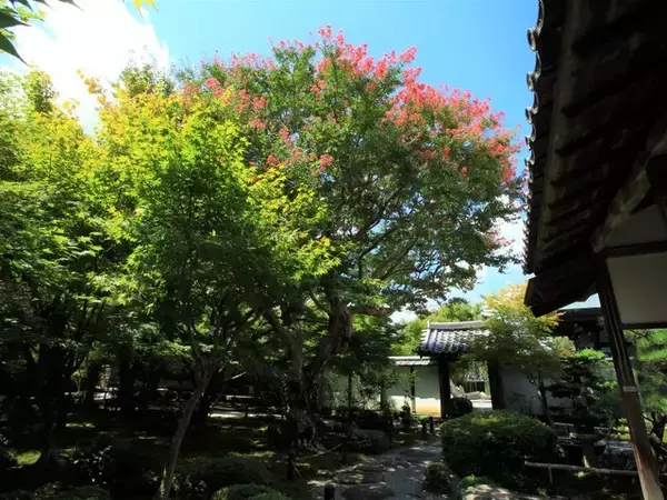 「【京都庭園めぐり】青もみじと竹林が涼しげ、サルスベリが咲く夏景色が魅力「圓光寺」【京都花めぐり】」の画像
