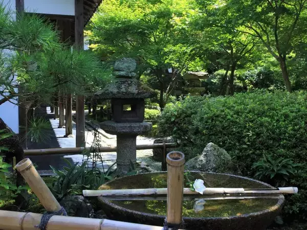 「【京都庭園めぐり】青もみじと竹林が涼しげ、サルスベリが咲く夏景色が魅力「圓光寺」【京都花めぐり】」の画像