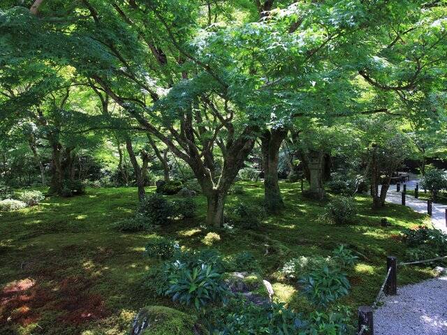 【京都庭園めぐり】青もみじと竹林が涼しげ、サルスベリが咲く夏景色が魅力「圓光寺」【京都花めぐり】