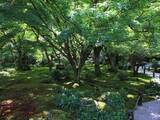「【京都庭園めぐり】青もみじと竹林が涼しげ、サルスベリが咲く夏景色が魅力「圓光寺」【京都花めぐり】」の画像9