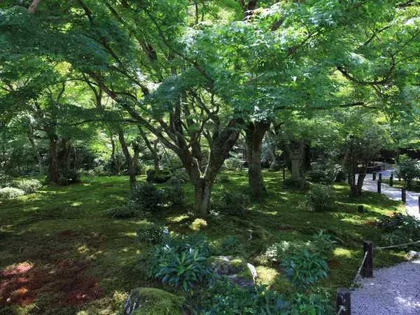 「【京都庭園めぐり】青もみじと竹林が涼しげ、サルスベリが咲く夏景色が魅力「圓光寺」【京都花めぐり】」の画像