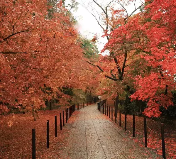 「【京都紅葉2022】晩秋を彩る真っ赤な紅葉が魅力 長岡京の紅葉名所「光明寺」」の画像