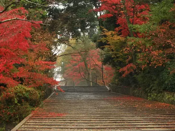 「【京都紅葉2022】晩秋を彩る真っ赤な紅葉が魅力 長岡京の紅葉名所「光明寺」」の画像