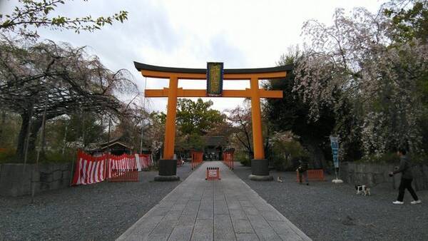桜の京都 桜の名所は希少種 固有種の宝庫 平野神社 京都花めぐり 22年3月26日 エキサイトニュース
