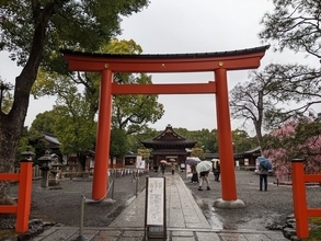 【見頃】早春、京都の風物詩 150本のしだれ梅は圧巻の美しさ「城南宮」【京都花めぐり】