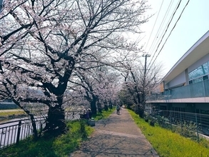 【京の桜巡2026】鴨川沿いの早咲き桜、枝垂れ桜も見頃！塩小路橋・川端七条周辺