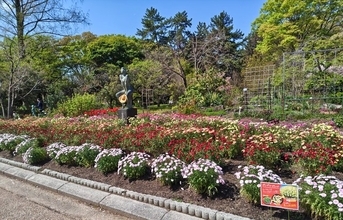 【京都の春】日本最古の公立植物館「京都府立植物園」で楽しめる花々