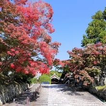 京の紅葉散策　見頃近し！左京区の浄土寺エリア　金戒光明寺、栄摂院、真如堂