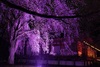 【京都醍醐寺】初開催！世界遺産で国宝と共に、夜桜を楽しむライトアップイベント
