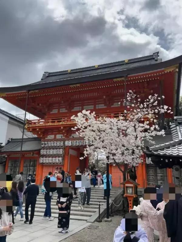 「【京都桜最新2024】見ごろ迎え茶屋やお化け屋敷も☆八坂神社～円山公園・祇園枝垂桜」の画像