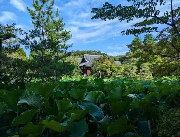 【京都】“花の寺”として有名な法金剛院で蓮の花を楽しむ「観蓮会」が開催