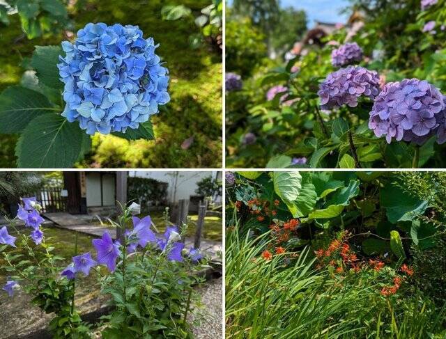 【京都】“花の寺”として有名な法金剛院で蓮の花を楽しむ「観蓮会」が開催