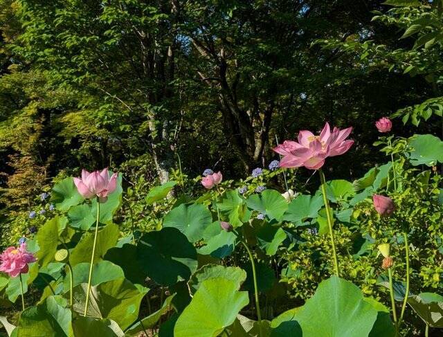 【京都】“花の寺”として有名な法金剛院で蓮の花を楽しむ「観蓮会」が開催