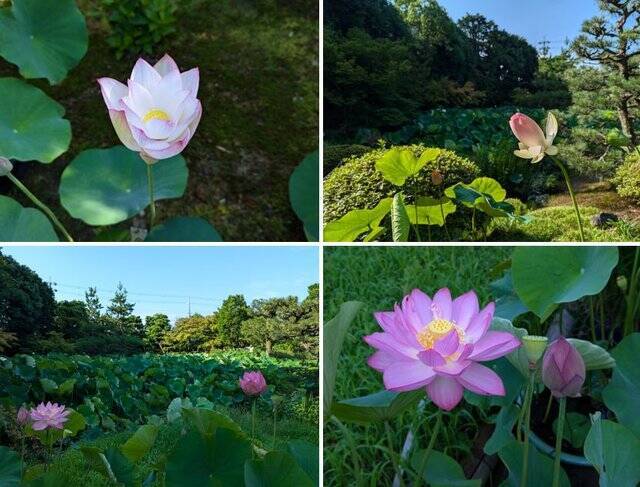 【京都】“花の寺”として有名な法金剛院で蓮の花を楽しむ「観蓮会」が開催