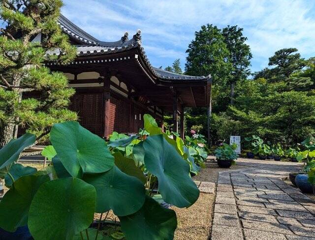 【京都】“花の寺”として有名な法金剛院で蓮の花を楽しむ「観蓮会」が開催