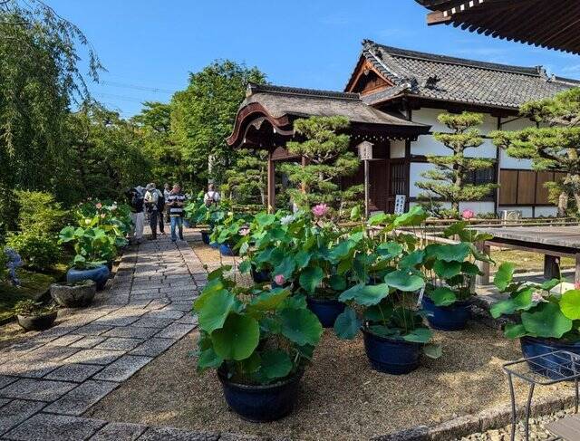 【京都】“花の寺”として有名な法金剛院で蓮の花を楽しむ「観蓮会」が開催