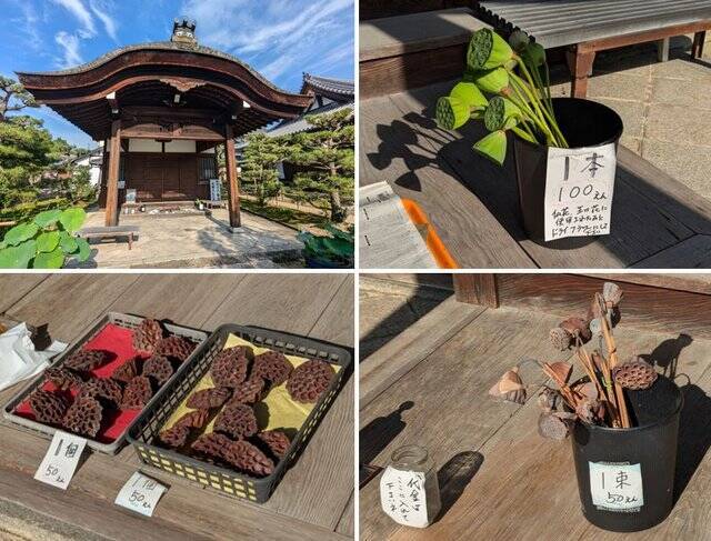 【京都】“花の寺”として有名な法金剛院で蓮の花を楽しむ「観蓮会」が開催