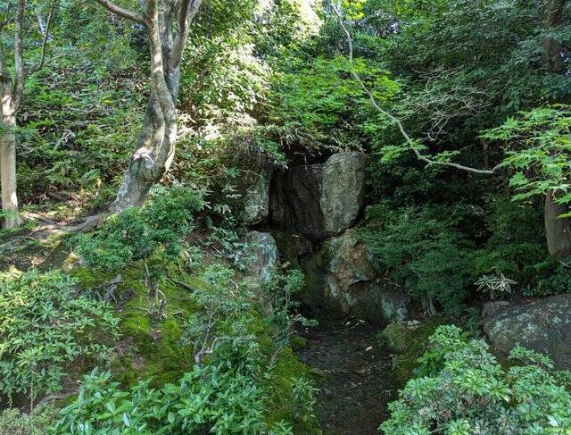 【京都】“花の寺”として有名な法金剛院で蓮の花を楽しむ「観蓮会」が開催