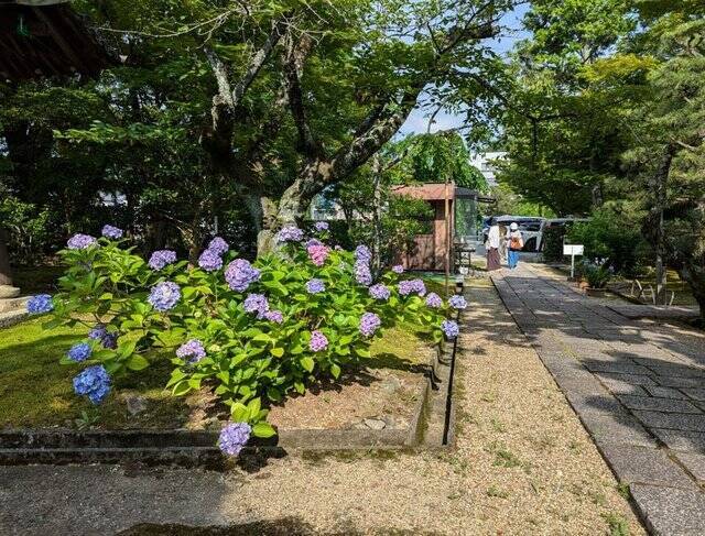 【京都】“花の寺”として有名な法金剛院で蓮の花を楽しむ「観蓮会」が開催