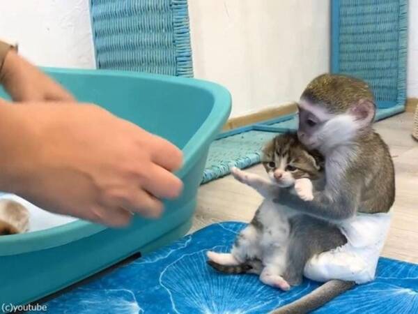 赤ちゃんザルが子猫を抱きしめて離そうとしない 動画 22年3月3日 エキサイトニュース
