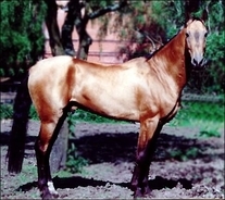 黄金の馬と呼ばれる「アハルテケ」…神秘的な金属光沢の毛色