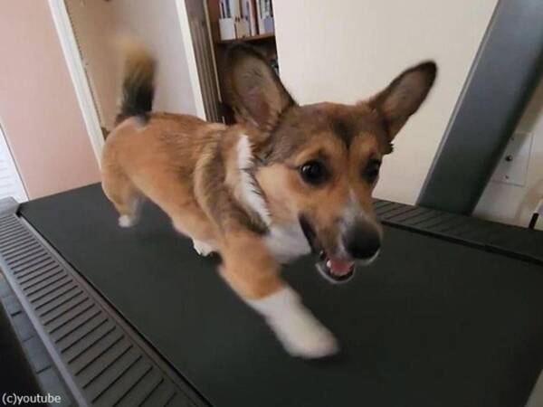 短い足を高速回転 ルームランナーを走るコーギー犬 動画 22年3月31日 エキサイトニュース