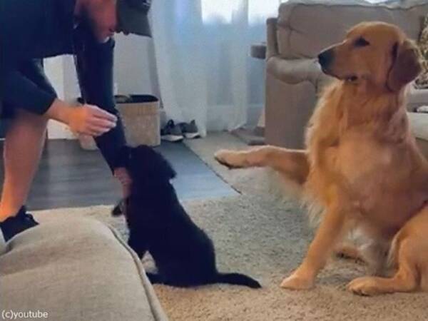 子犬に お手 を教えていたら パパ犬が模範を示してくれた 動画 22年1月2日 エキサイトニュース