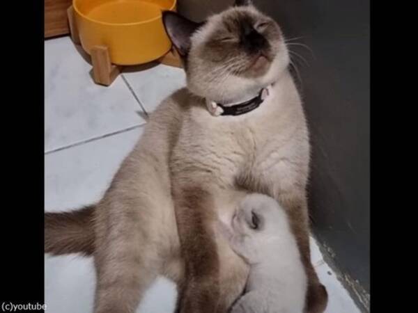 お疲れさま 赤ちゃん猫に授乳しながらウトウトするママ猫 動画 22年2月19日 エキサイトニュース