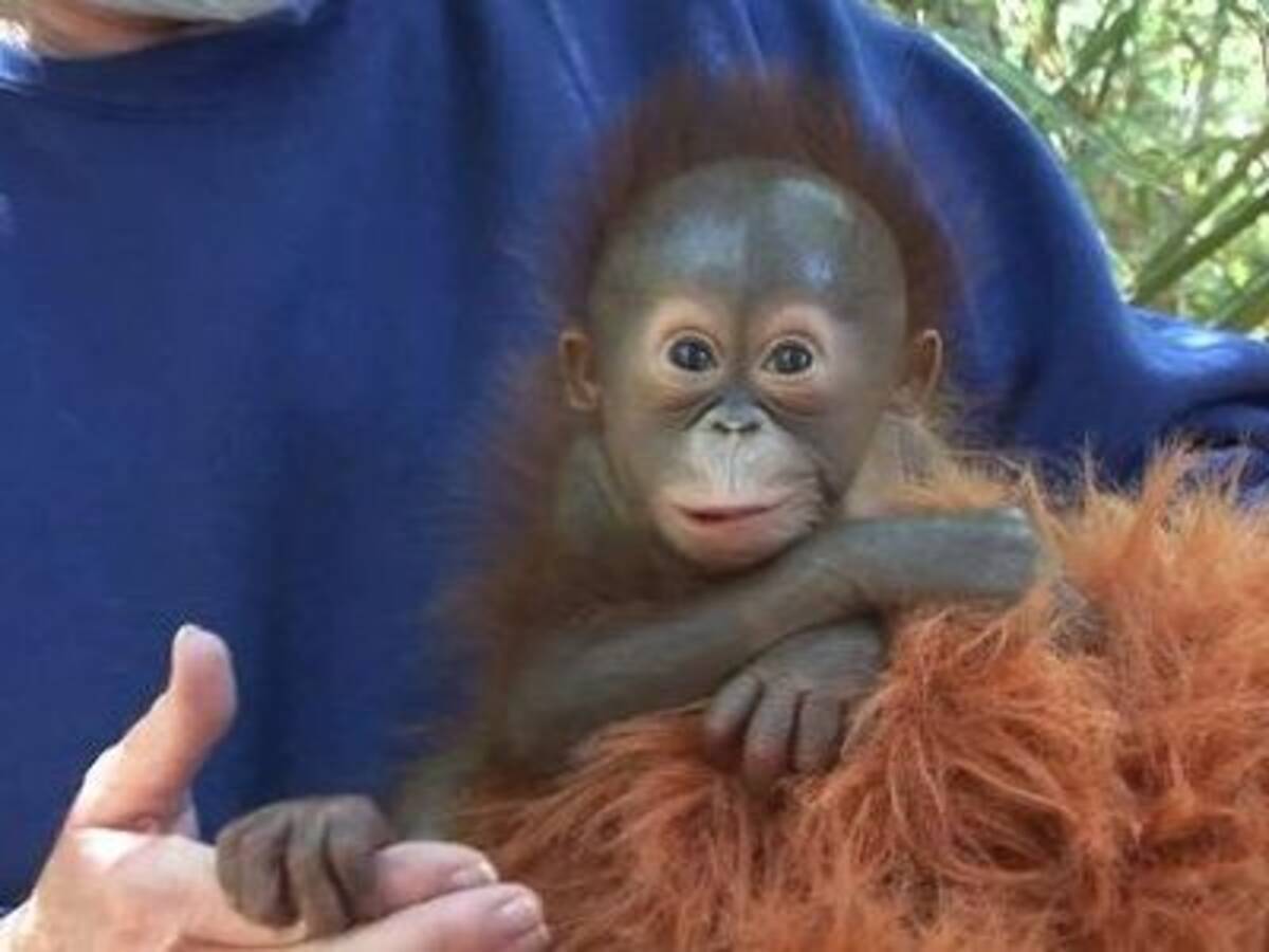 なんてかわいいの 50人で育てているオランウータンの赤ちゃん 11年4月10日 エキサイトニュース