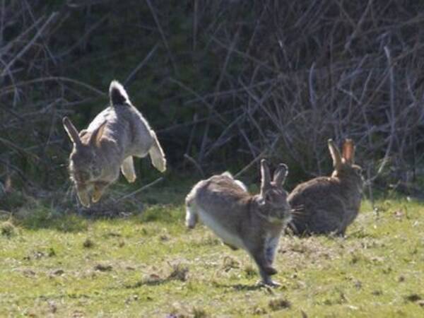 なんと言うしなやかさ ウサギがあちこち飛び跳ねている写真15枚 11年5月19日 エキサイトニュース