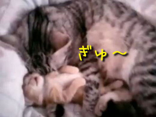 夢見る子猫を ぎゅーっ と抱きしめるママ猫 動画 15年8月4日 エキサイトニュース