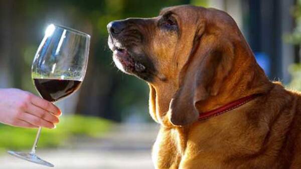 匂いを嗅ぎ分けるワインテスターに犬が就任 大活躍 11年7月11日 エキサイトニュース