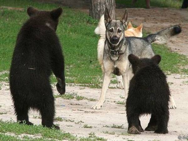 森からやってきたクマの子供たちが犬と出会った そして相撲を取った 11年8月4日 エキサイトニュース