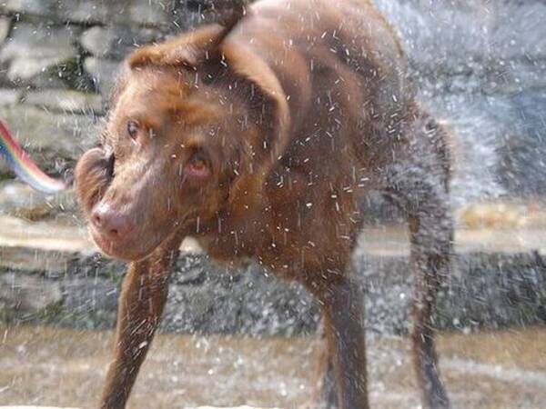 驚くほどの変顔 犬がブルブル水しぶきを跳ね飛ばす瞬間の写真 11年11月10日 エキサイトニュース