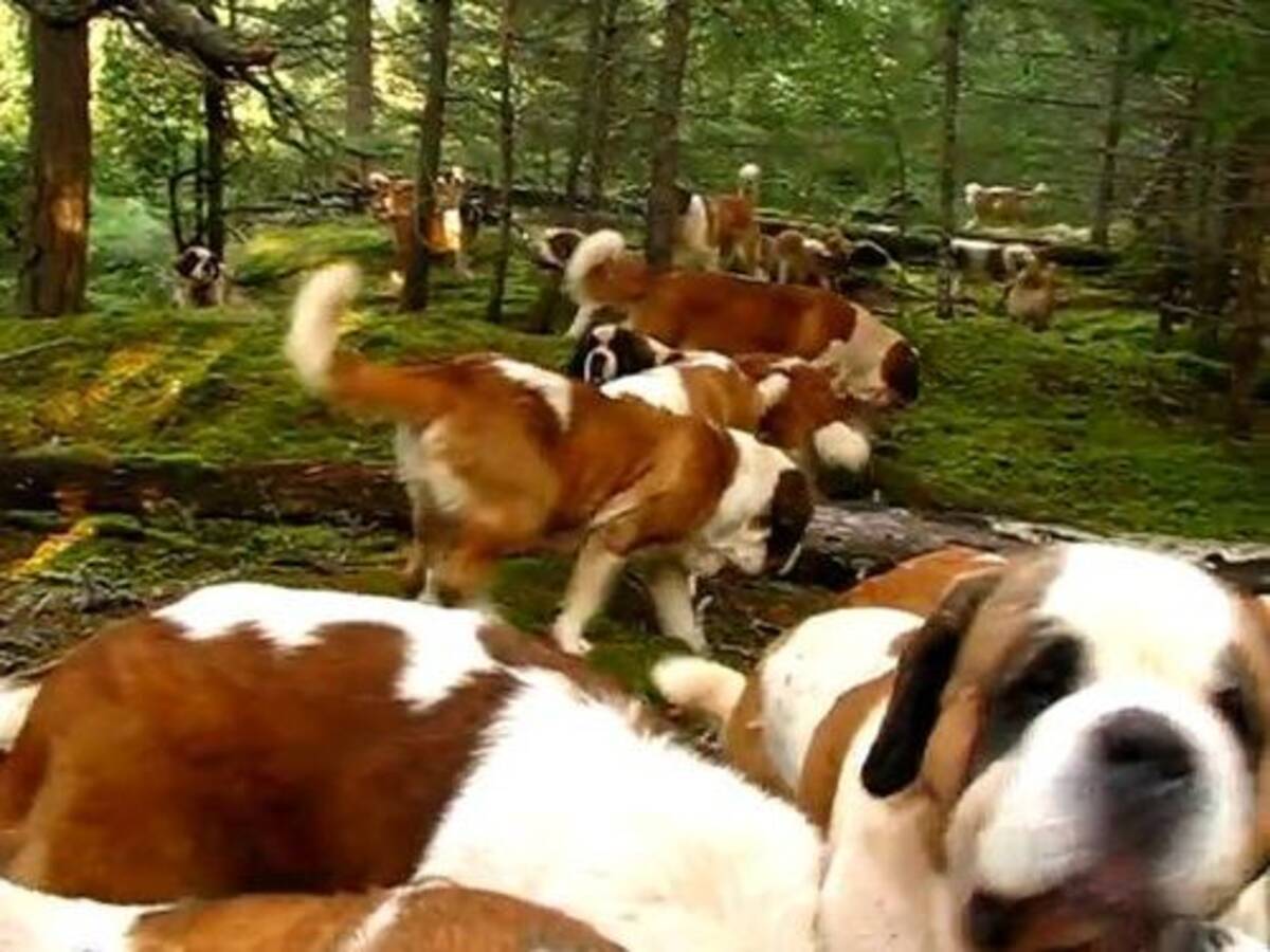 迫力ありすぎだよ セントバーナード犬42匹と散歩するとこうなる 動画 12年2月4日 エキサイトニュース